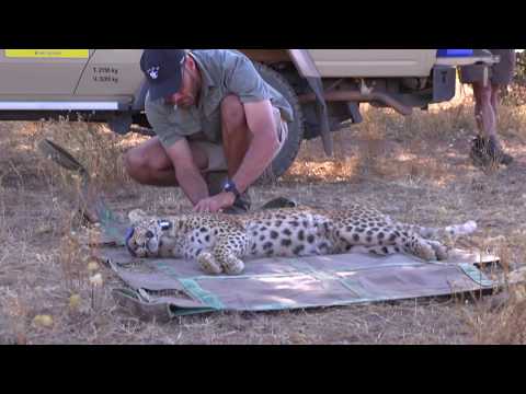 Leopard release: Inara