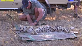 Leopard release: Inara