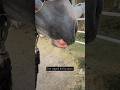 Horses Horse Equestrian Fail Funny Meme Farmlife Update Haha Horsefail Equestrianfail