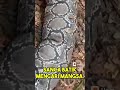 Putri Ular Film Jadul Shorts Videoshortsviral Filmjadul