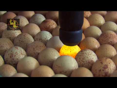 Vue aérienne de l'élevage