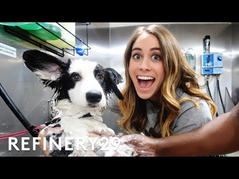 Dog groomer video 1