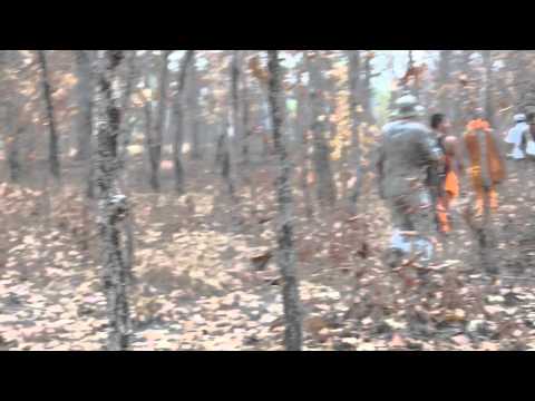 Patrolling the forest