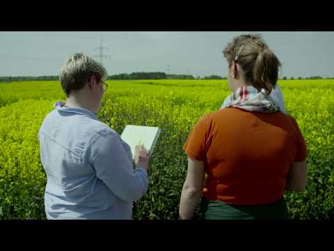 Frischzellenkur für Raps: Ertragsstabilität durch mehr genetische Vielfalt