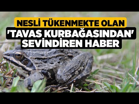 Nesli Tükenmekte Olan 'Tavas Kurbağasından' Sevindiren Haber - Denizli Haberleri - HABERDENİZLİ.COM