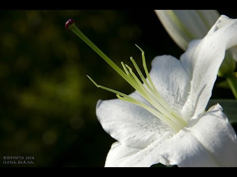 In Memoriam Menyhárt Klára [1955.01.04. -  2014.09.28.] « BIPHOTO «