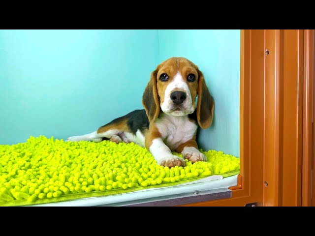 (子犬) 犬種：ビーグル 男の子 ブリーダー マロニエケンネル　MARRONNIER KENNEL k3875の画像