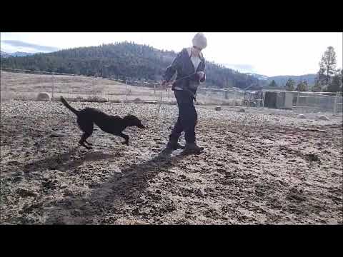 Sunny - FEE FREE ADOPTION, an adoptable Border Collie & Australian Kelpie Mix in Republic, WA_image-1