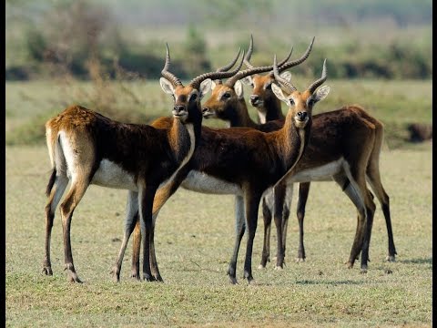 Black lechwe in Zambia
