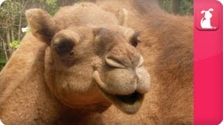 Bindi & Robert Irwin feature - Camels (Delilah) - Growing Up Wild