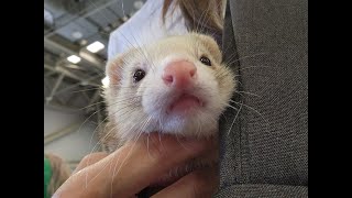 60 Days Old Animal Ferret Babies l what Is The Ferret Babies's Voice?
