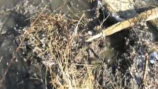 preview picture of video 'Another Bardstown Sewer SSO puking every 20 min. 1-21-09'