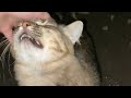 Affectionate Gray Cat Tabby Cat Climbs Into My Arms