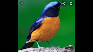 Download lagu suara pikat burung tledekan #pikat burung# mp3 Download lagu suara pikat burung tledekan #pikat burung# mp3