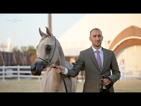 ⚜️ Al Nasser Stud ⚜️ Female Classes, 2022 KIAHF ARABIAN PENINSULA CHAMPIONSHIP