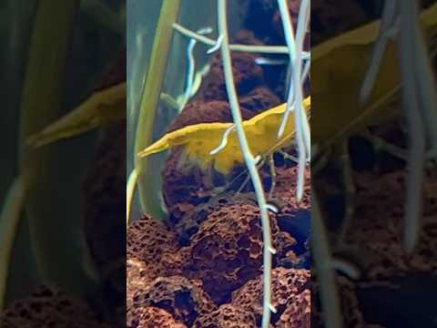Watch Shrimp Life Birth #shrimp #aquarium #fishtank #fish #caridina #givingbirth #newborn