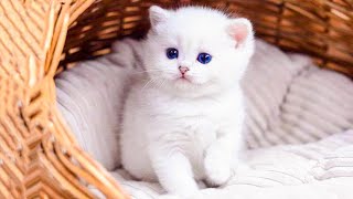 Cute and Funny Baby Cat Videos (2022)