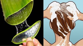 How to Make Aloe Vera Shampoo for hair Growth