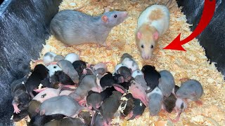 rat breeding tips
