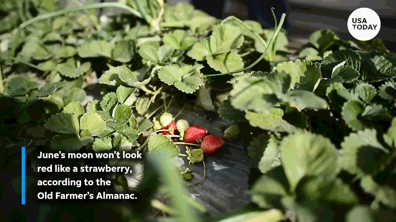 Strawberry moon marks fruit ripening season