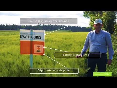 Jęczmień ozimy KWS HIGGINS: mistrzowska wydajność