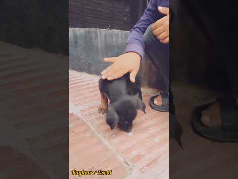 A baby boy's pet dog