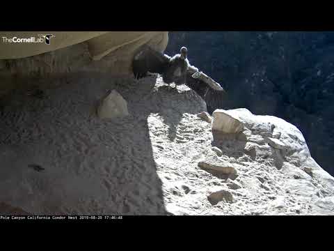 California Condor Chick Spreads Wings In The Sun – Aug. 20, 2019