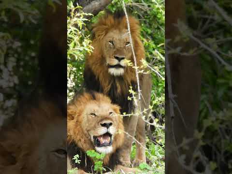 LIONS don’t care about the opinions of SHEEP 💪