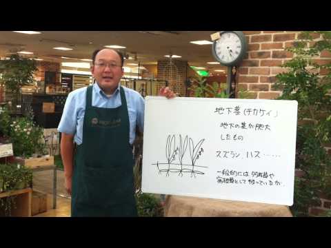 園芸 塊茎チャービル、球根状クロロフィル