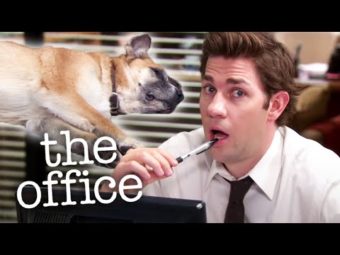 Kevin's Dog Doesn't Do Anything  - The Office US