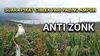 Download lagu Suara pikat ciblek sawah super ampuh untuk burung yang susah di pikat. mp3