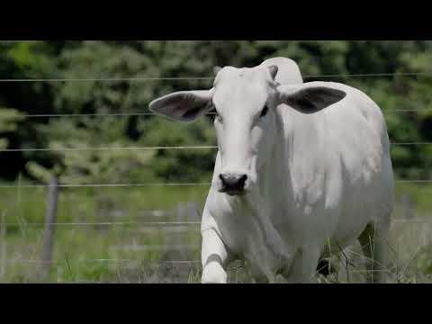 NELORE WBS- 1690 FIV DA FST - WBS 1690