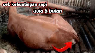 Download lagu ciri ciri sapi hamil 6 bulan di jamin positif mp3 Download lagu ciri ciri sapi hamil 6 bulan di jamin positif mp3