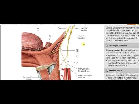 Glossopharyngeal intro 1