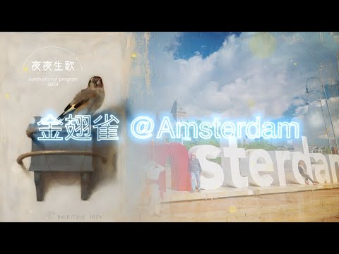 金翅雀@Amsterdam