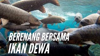 Download lagu Berenang Bersama Ikan Dewa di Kolam Mata Air Cibulan, Kuningan Jawa Barat mp3