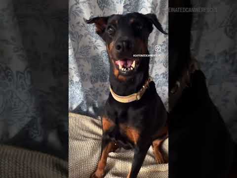 Dixie Hart, an adoptable Doberman Pinscher Mix in Ridgefield , NJ_image-1