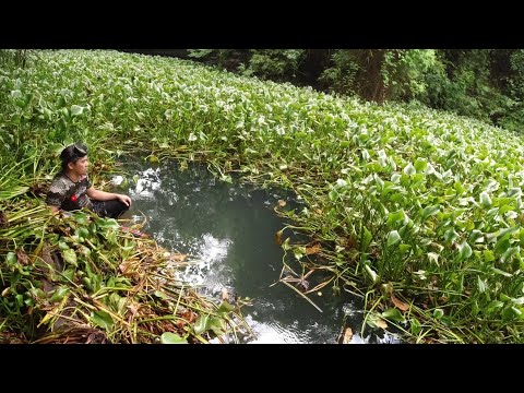 SE02EP049 Part 2 - BUWIS BUHAY sa ILALIM ng mga MAKAKAPAL na Water Lilies - Tiaong Quezon
