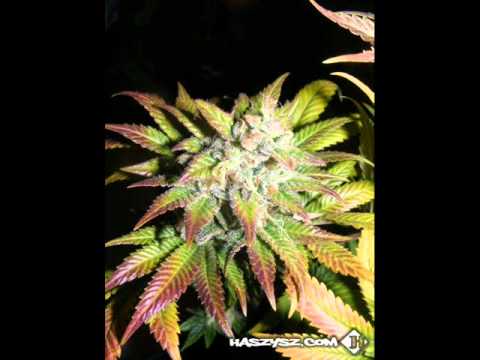 Ras Luta - Blanty W Gre feat PTP