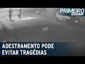 Adestramento Pode Evitar Tragédias Envolvendo Cães Primeiro Impacto 21 05 21