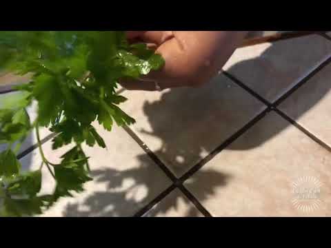 Salade de chou-fleur et sa mangue
