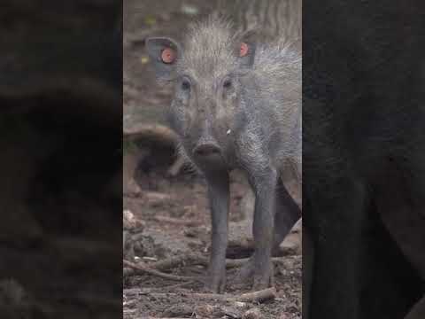 RINGSATU CELENG DEGLEG