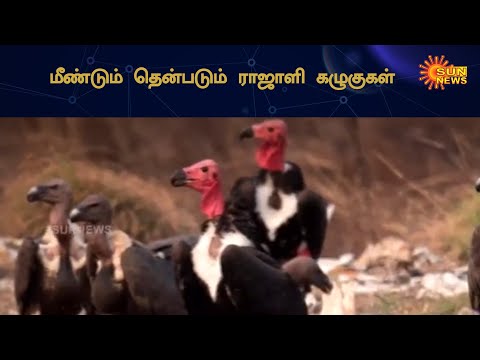 50 ஆண்டுக்கு பிறகு மீண்டும் தென்படும் ராஜாளி கழுகு | Raajali Eagle Reappear after 50 year | Sun News