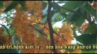 preview picture of video 'hoa Vàng anh - cô độc giữa Sài Gòn by ddhung'