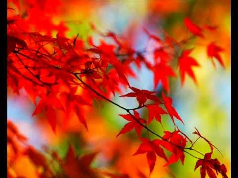 Maxim Lein - Melodic Progressive House Mix