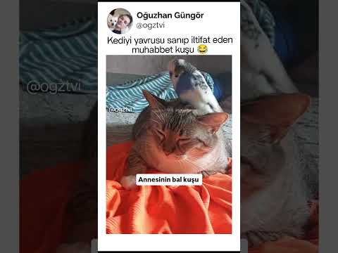 Kediye iltifat eden muhabbet kuşu