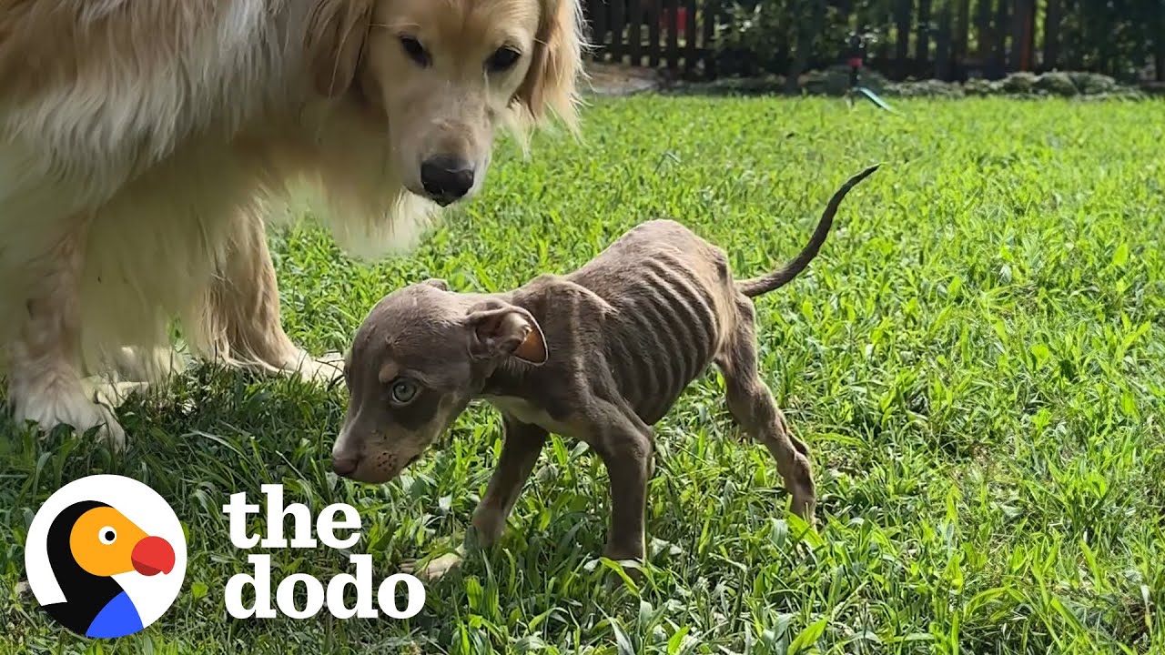 Skinny Foster Puppy Can't Stop Cuddling Up To Golden Retriever | The Dodo