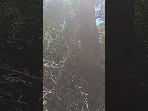 #yaguaron arboles caidos Generan preocupasion.#paraguay #fyp #paraguari