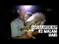 Rupanya Seperti Ini Cara Menangkap Ruak Ruak Dengan Tangan Kosong Part 1