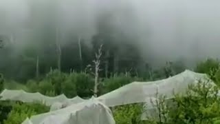 #moonsoon #clouds #trees 🌲🌳🌴#foggyforest #mountainview #subscibeformore #mychannel ⛰️💚🌿